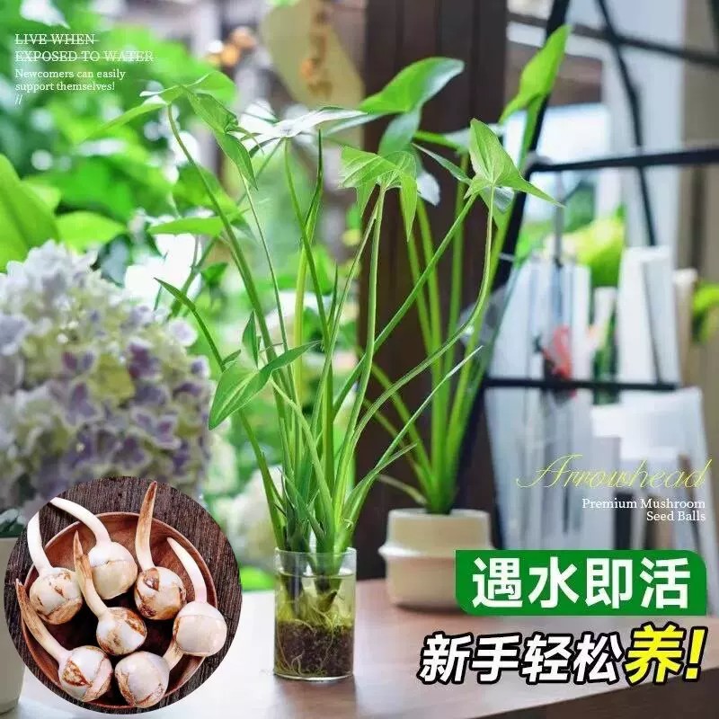 茨菇种球水上叶水草鱼池中后景造景慈姑绿植懒人水培易活观赏植物
