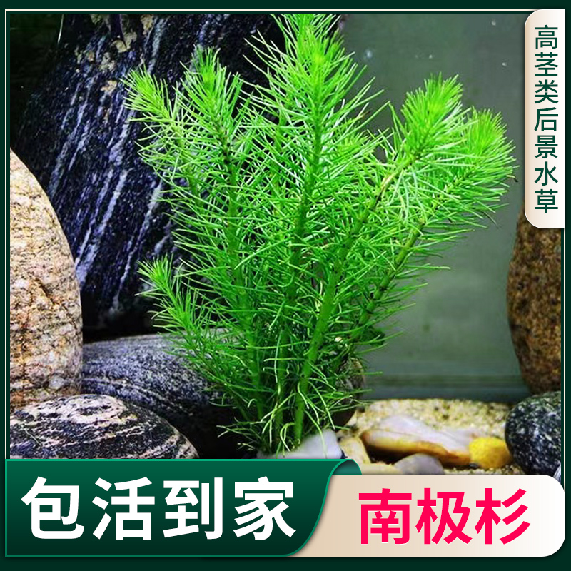 南极水草荷兰鱼缸造景装饰