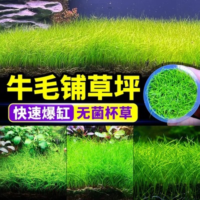 无菌杯牛毛水草造景专用