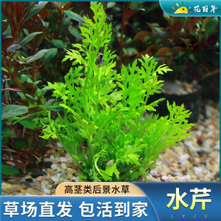 水芹水草植物真草鱼缸水草造景水族活净水阴性新手懒人造景套餐