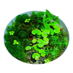 古法造景水草植物套餐懒人养鱼净化水质绿菊浮萍一叶莲原生态水陆