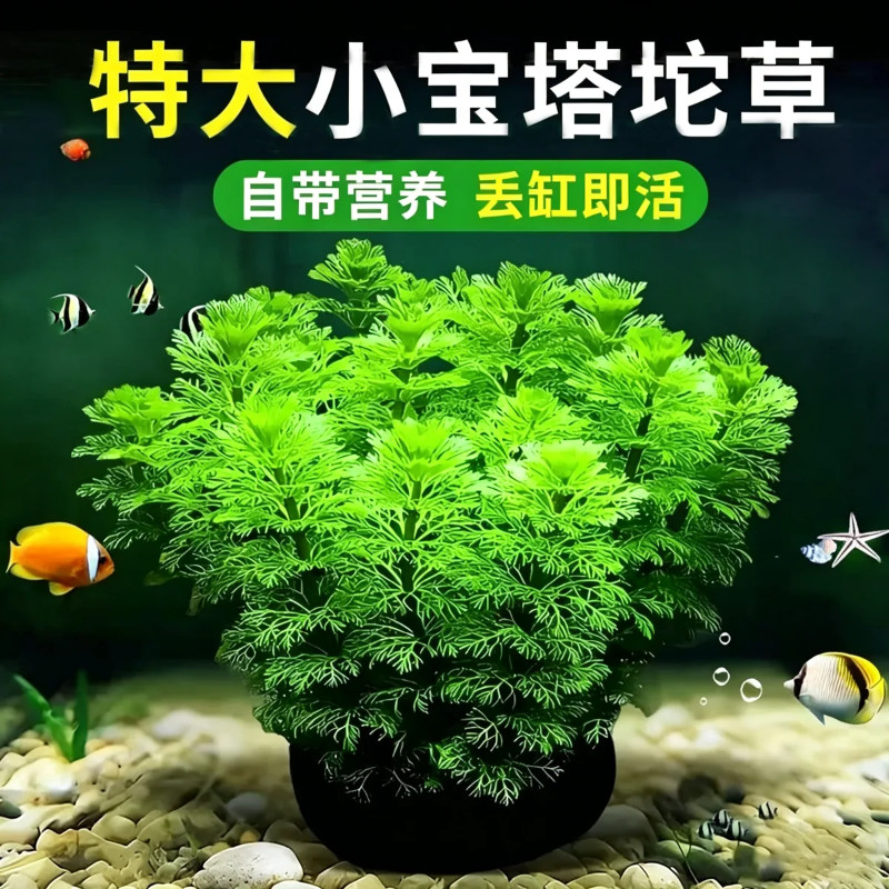 小宝塔大坨草水草鱼缸造景阴性植物真草新手淡水绿菊蜈蚣净水增氧
