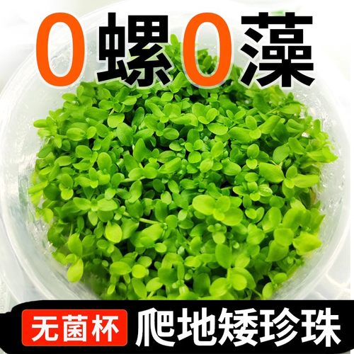 无菌杯爬地矮珍珠水草植物鱼缸