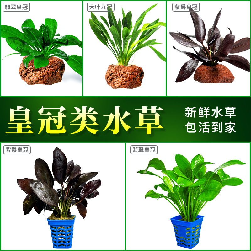 紫爵皇冠翡翠皇冠阴性淡水