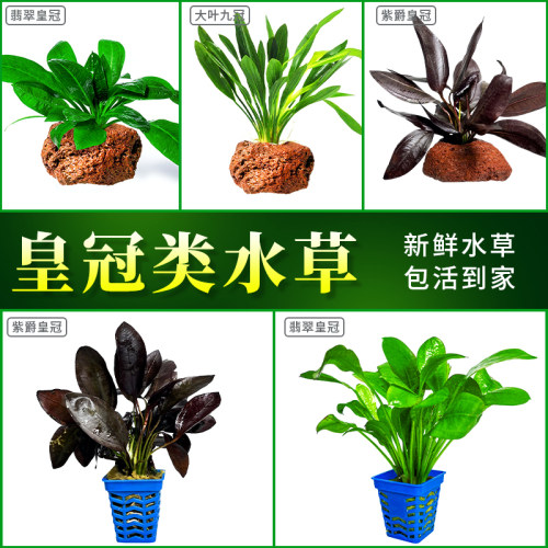 紫爵皇冠翡翠皇冠阴性淡水