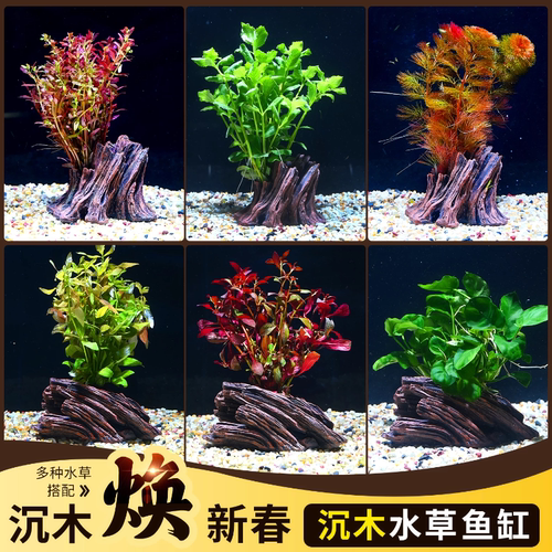 树桩沉木水草造景装饰净水增氧