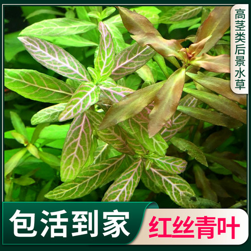 红丝青叶鱼缸造景水草有茎类