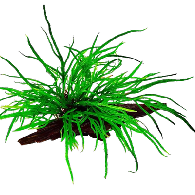 叉叶铁皇冠水草丹麦细叶铁