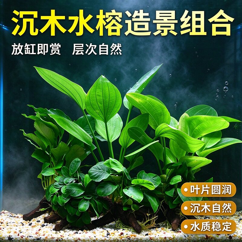 升级仿沉木水榕水草鱼缸造景沉底定植装饰不黄水不腐烂水族箱植物