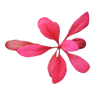 极乐鸟水草植物鱼缸造景淡水水下叶前中景红色红宝石阴性稀有真草