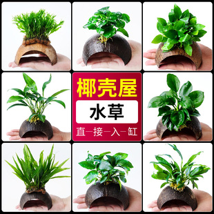 椰壳水草水草躲避屋懒人沉木水草鱼缸植物草缸造景真水草后景阴性