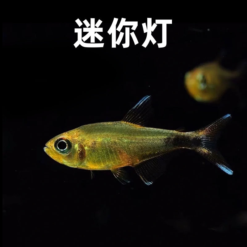 迷你灯鱼满天星热带淡水鱼小型鱼银屏灯草缸群游活体淡水灯科鱼