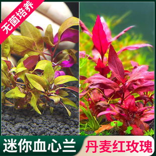 迷你血心兰无菌杯中后景鱼缸造景红色水草丹麦红玫瑰水下叶植物