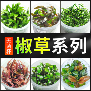 椒草无菌杯水草绿温蒂彩椒迷你椒前景沉木造景极乐鸟火烈鸟中后景