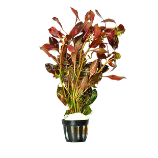 矮生黑木蕨阴性真水草鱼缸造景植物淡水虾缸中景草活体水下叶新手