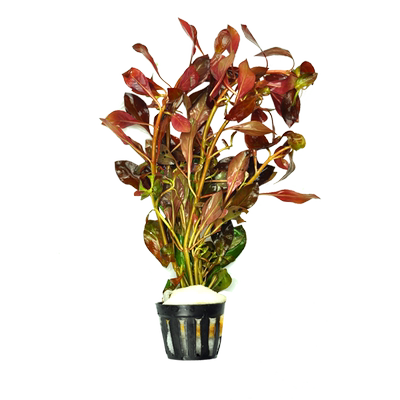 黑木蕨阴性水草淡水造景