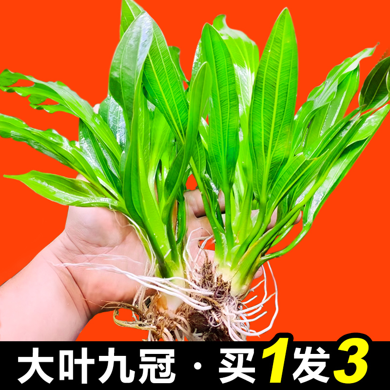 大叶绿九皇冠草迷你九阴性水草