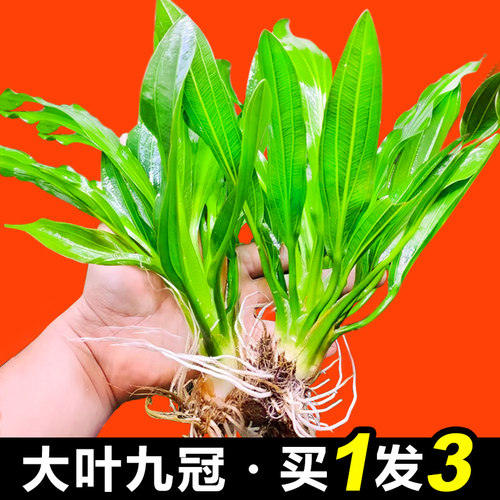 大叶绿九皇冠草迷你九阴性水草