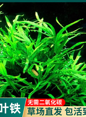 ADA叉叶铁皇冠阴性水草丹麦细叶铁鱼缸草缸造景绑沉木淡水中后景