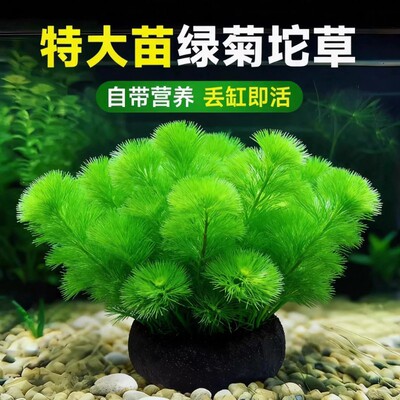 绿菊蜈蚣草坨草定植鱼缸造景净水