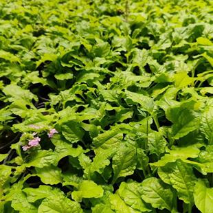 黄金灯筋骨草金叶粉花宿根花卉耐寒耐旱耐阴盆栽庭院阳台绿化花海