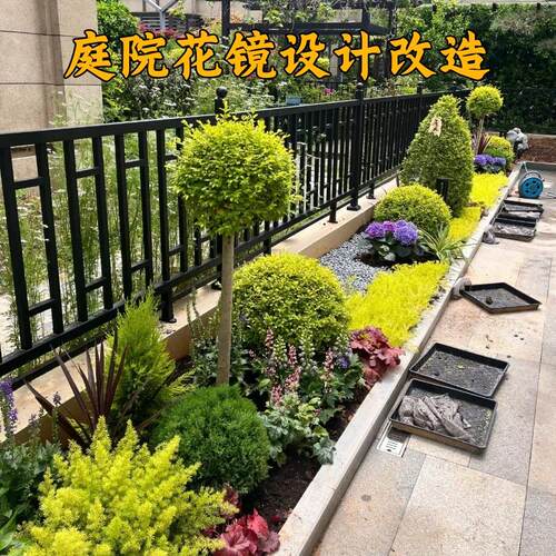 花园花镜设计庭院改造盆景盆栽多年生耐寒耐旱耐阴宿根易成活植物
