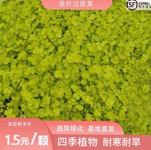 黄金佛甲草盆栽绿植庭院工地绿化常绿草坪耐寒耐旱多年生佛甲草