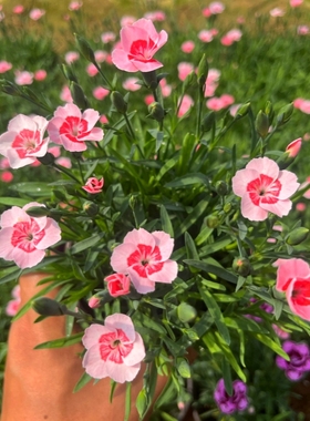 欧石竹花苗蜜桃派常绿开花草坪多年生易活草花庭院绿化耐寒耐旱