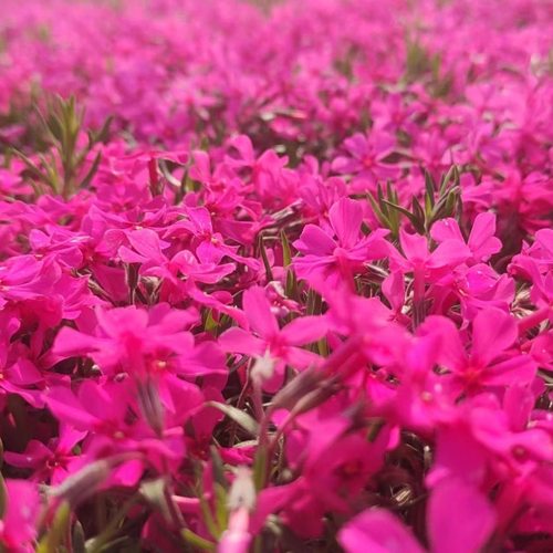 芝樱花苗庭院常绿开花耐寒耐旱