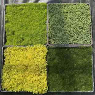 佛甲草草皮中华景天薄雪万年青花镜多年生耐寒耐旱四季常绿草坪