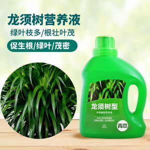龙须树龙血树专用营养液专用肥料龙血树龙须树盆栽专用土营养土