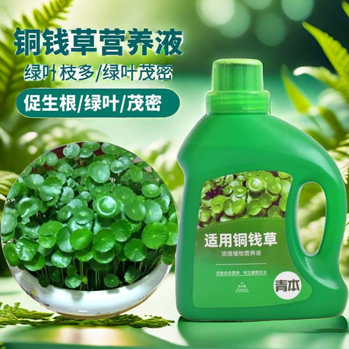 青本铜钱草专用肥料营养液