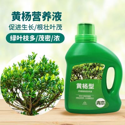 青本黄杨专用肥营养液