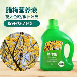 腊梅肥料专用肥植物营养液梅花盆栽家用花卉养花促开花腊梅通用
