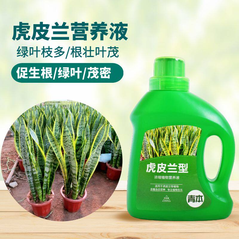 青本虎皮兰专用营养液