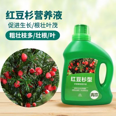 青本红豆杉专用肥营养液