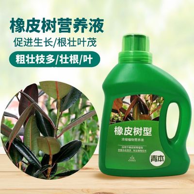 青本橡皮树专用营养液