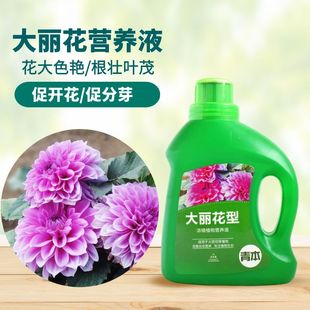 大丽花肥料专用肥营养液球根植物风信子郁金香仙客来种球通用盆栽