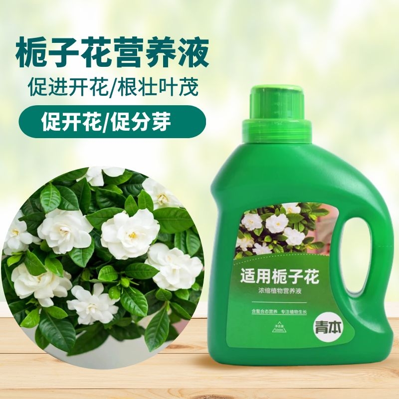 青本栀子花专用营养液