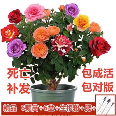 好养多色嫁接月季玫瑰老桩开花植物大花浓香月季花苗室内外盆栽