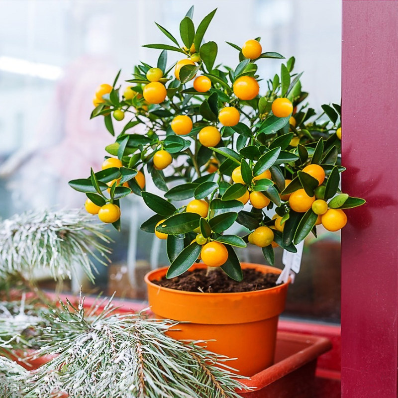 金桔树盆栽带果发货室内客厅植物庭院绿植四季结果好养易成活盆景