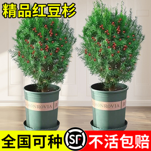 红豆杉树苗盆栽南北方种植室内外花卉绿植盆景植物四季 好养风景树