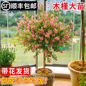 小木槿花苗棒棒糖大树苗蓝雪花盆栽室内阳台绿植庭院花卉植物带花