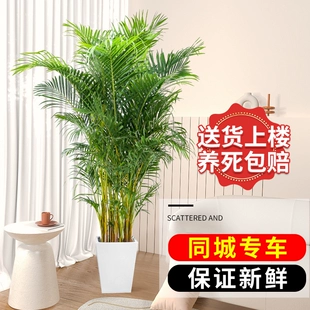 散尾葵植物盆栽客厅大型绿植室内四季 好养办公室大颗落地凤尾竹