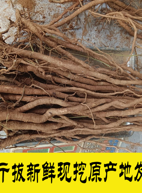 广西野生千斤拔中药材新鲜现挖整条根原生态煲汤泡酒强筋健骨好品