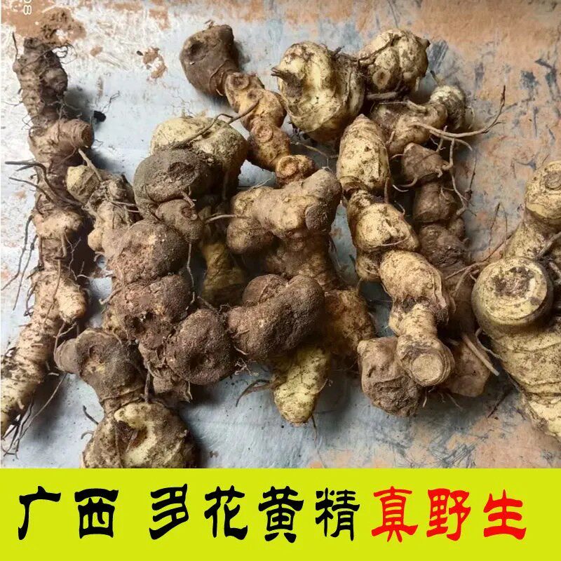 广西野生黄精新鲜现挖黄精黄精老虎姜新鲜山姜鸡头黄精煲汤泡酒