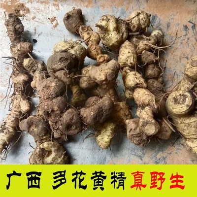 广西野生黄精新鲜现挖黄精黄精老虎姜新鲜山姜鸡头黄精煲汤泡酒
