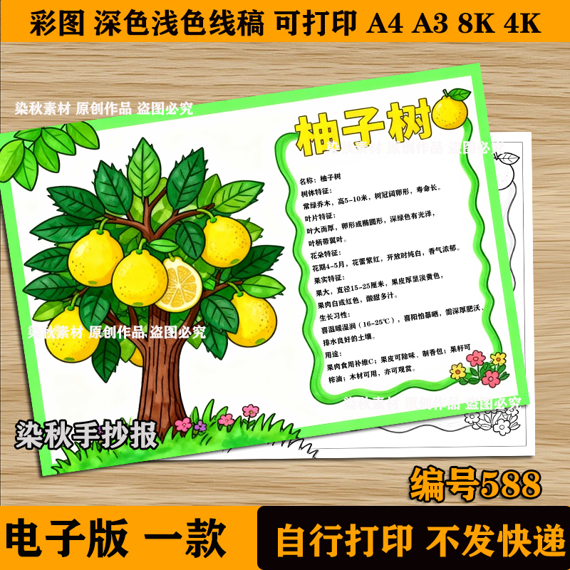 柚子树手抄报模板小学生树牌介绍植物记录卡植物观察儿童画电子版