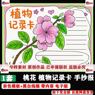 植物记录卡手抄报桃花观察记录卡植物名片模板电子线稿