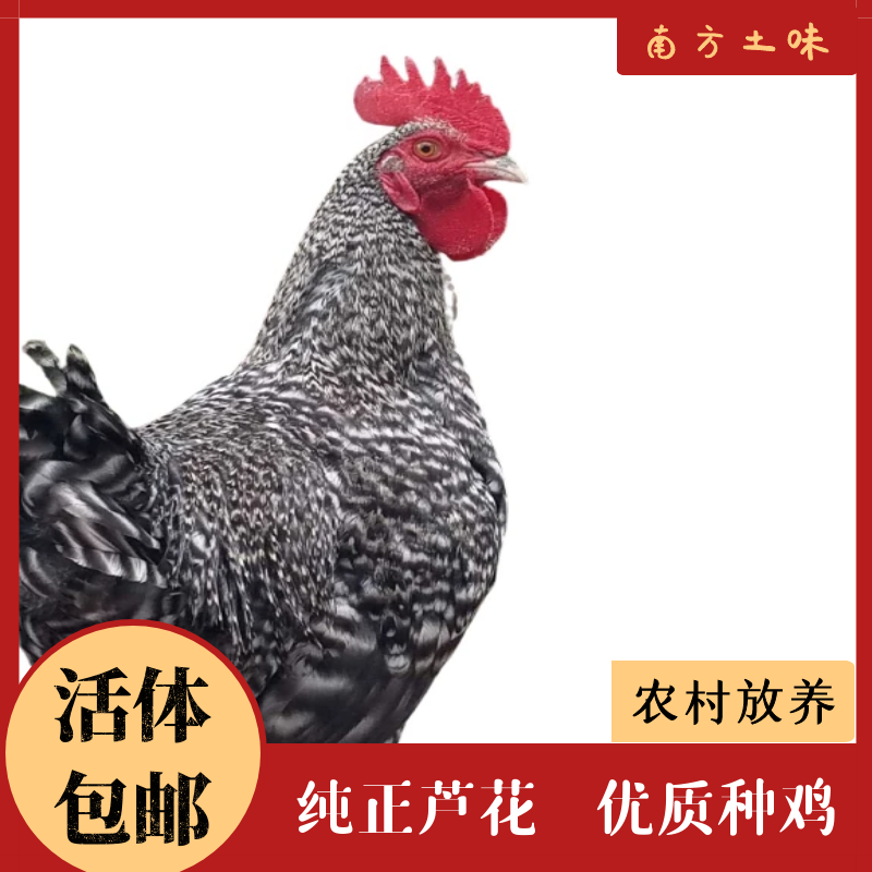 正宗纯种芦花鸡种鸡3斤多公鸡活鸡黑芦花散养鸡成年活鸡青年公鸡,宠物/宠物食品及用品,宠物鸡,淘宝优惠券,粉丝福利购,淘宝优惠卷